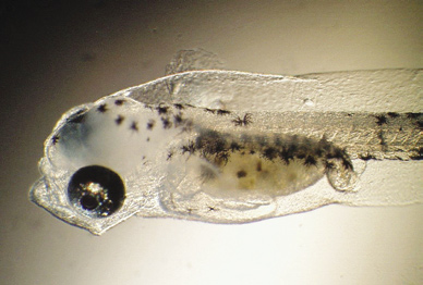 Genomforskning kan bl.a. gi ny viten om fiskens reproduksjon og utvikling. Bildet viser en torskelarve.