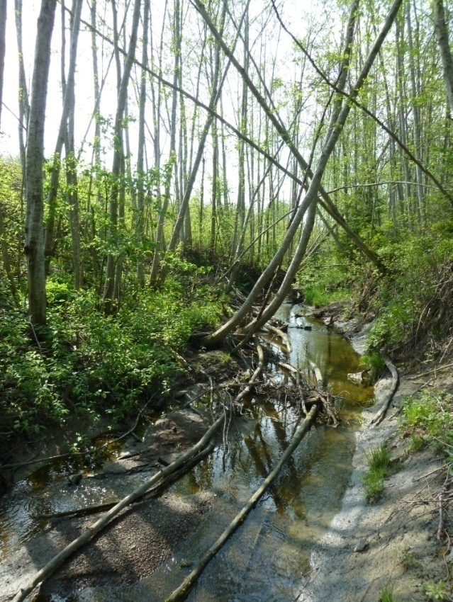 ALTERNATIVS-UTREDNING 11 (18) Naturmiljø Området på nordsiden av jernbanen inneholder viktige verdier for biologisk mangfold knyttet til bekk med tilhørende sidebekker, kulper og kantsoner.