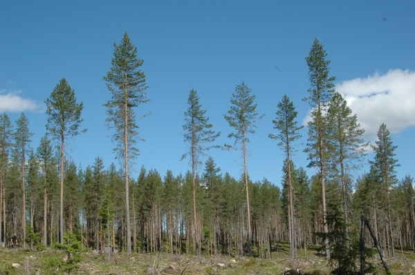 UTSETTING AV UTANLANDSKE TRESLAG Fylkesmannen har handsama om lag 40 søknadar om planting av juletre sidan forskrift om utsetting av utanlandske treslag til skogbruksformål tok til å gjelda 30.