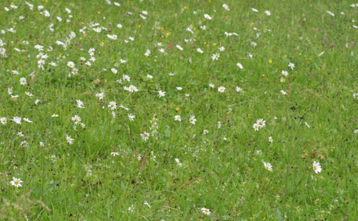 14 Figur 4. Foto; Øystein Folden, 02.07.2011. Bilder viser vegetasjonsdetaljer fra blomsterenga på Espneset.