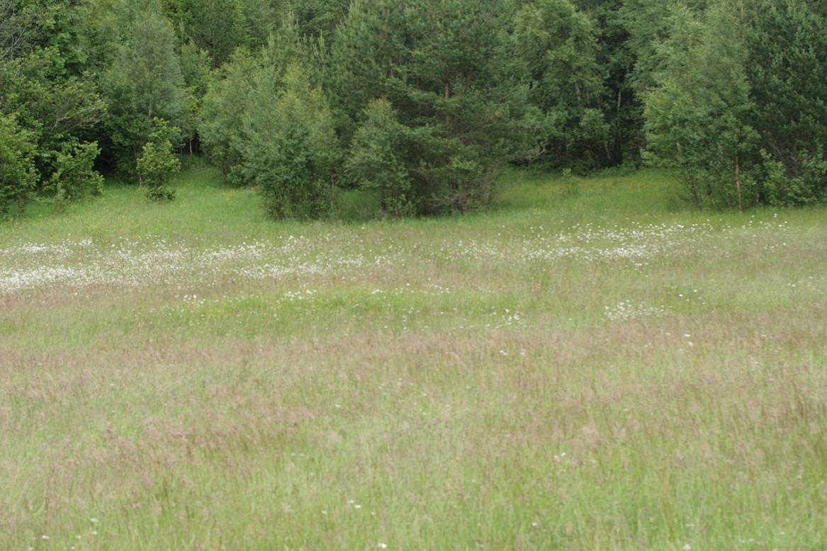 Mye engkall og kjerteløyentrøst er også lett å se, samt et eksemplar av grov nattfiol. Figur 5. Foto; Øystein Folden, 2.