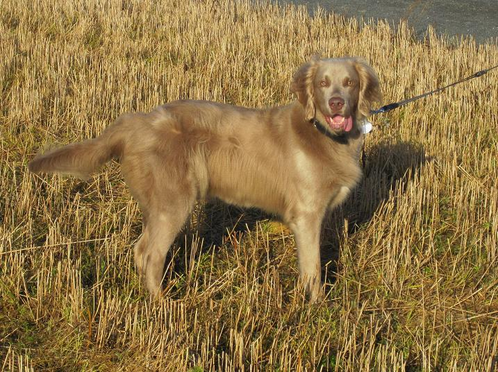 Forvaltningsplan for Ilene naturreservat Del II Det er båndtvang hele året i Ilene naturreservat av hensyn til fuglelivet ( 3, pkt. 2).