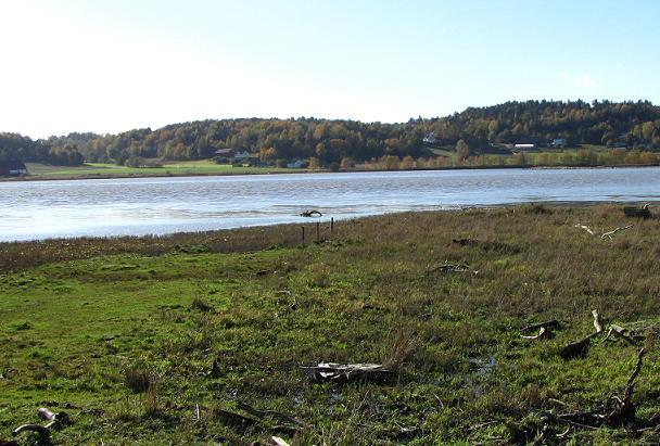 Forvaltningsplan for Ilene naturreservat Del II Figur 15. Beitet på Østre Ilene foran fugletårnet. Et gjerde ble fjernet i 2009, noen rester kan sees midt på bildet.