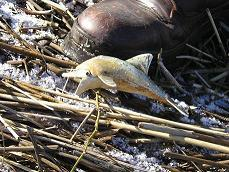 Forvaltningsplan for Presterødkilen naturreservat Del III Figur 28. Det flyter i land mye søppel hvert år, det er derfor behov for jevnlig opprydning i området. 4.