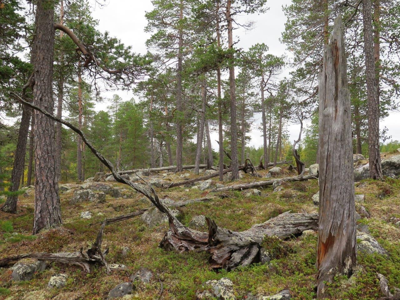 Figur 9. Urskogsnær skog. Foto Tom Hellik Hofton.