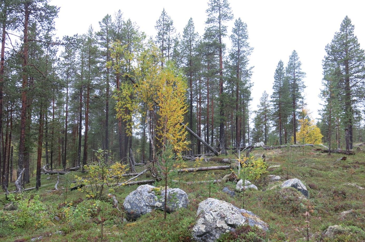 lokaliteten. Foto Rein Midteng. Figur 11.