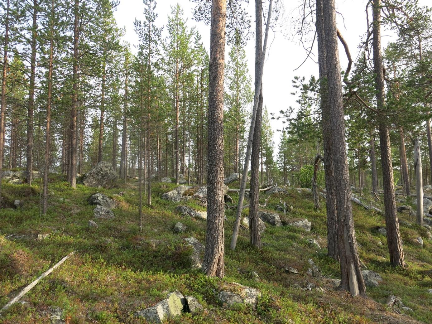 Figur 5. Grense med urskog og ungskog kommet opp etter tidligere flatehogst. Foto Rein Midteng. Tabell 1: Interessante arter funnet i Stabbursfjellet nord.