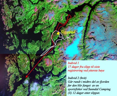 På dagen en uke etter ett av slippene ble halvparten av laksene registrert da de passerte lyttebøyer.