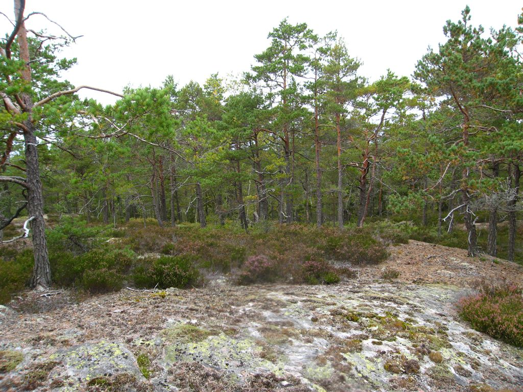 Bilder fra området Langvannshøgda Knausfuruskog