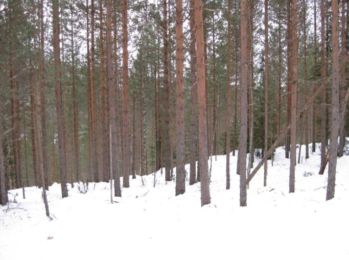 Fylkesmannen i Buskerud Forvaltningsplan for Ullebergåsen naturreservat 20 Sone 2 -Yngre tett furuskog Beskrivelse Sonen omfatter et område med 50-60 år gammel furuskog som står svært tett.