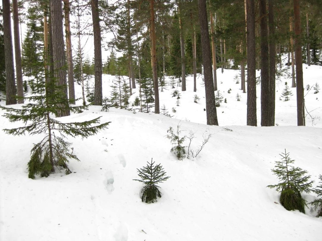 Fylkesmannen i Buskerud Forvaltningsplan for Ullebergåsen naturreservat 23 Sone 5 -Hvamsalåsen Beskrivelse Området består av glissen furuskog i god vekst uten innslag av eldre grantrær.
