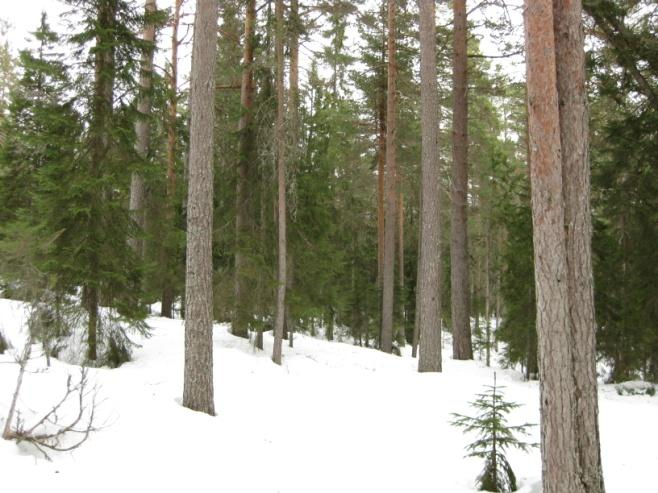 Fylkesmannen i Buskerud Forvaltningsplan for Ullebergåsen naturreservat 24 Sone 6 -Gaupedalen Beskrivelse Langt på vei er denne sonen en seinere suksesjon av sone 5 uten inngrep.