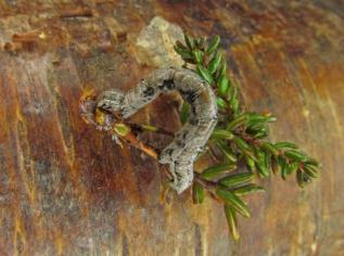 Det ble ikke funnet noen rødlistede sommerfugler. Eksempel på noen arter som ble funnet: To larver av heibørstespinner (Dicallomera fascelina) ble skrap-hovet på lyng.