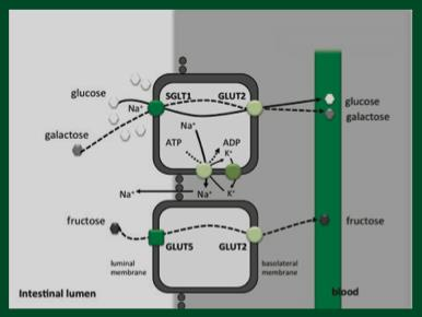 (Hawley 2014 GSSI SSE#134) (Burke et al 2011) Som Dr James Morton Performance Nutritionist for Team Sky sier Trening tid 30-45 min.