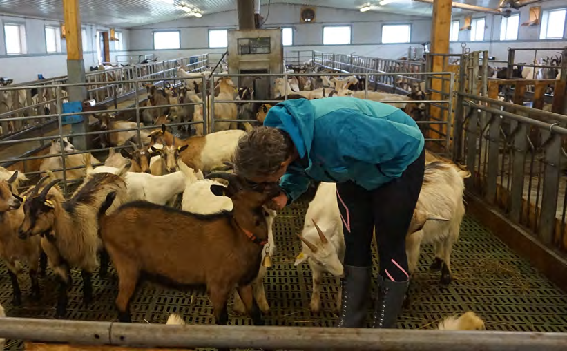 2.2 STEDSOPPLEVELSE Bøndene I dag er landbruket hovednæringen i Eidsdal, med fokus på kyr, geiter og sauer.