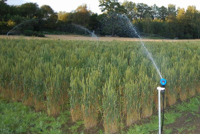 bakken ved stråstrekning Naturlig