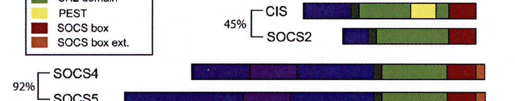 SOCS1 og SOCS3 har i tilknytning til N-terminal en kinase hemmende region (KIR), som er direkte involvert i hemming av fosforyleringsaktiviteten til Jak.