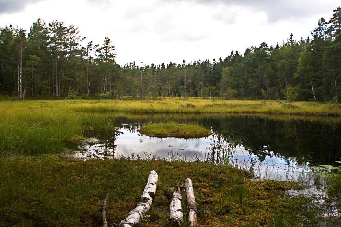 Bilde 6: Bilde fra tidligere registrert naturtype (Nr 19) med tilhørende myrpart på Underlandsåsen. Området er også nummerert som nummer 3 