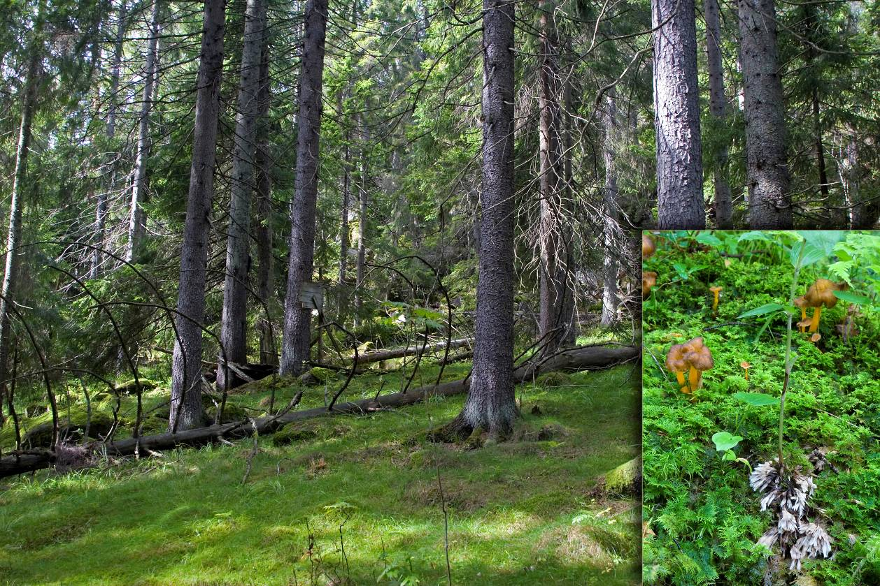 Nr 1-Hallenskog II Type: Urskog gammelskog Verdi: B Kommentar: Sør-sørøstvendt granskogsli som er relativt bratt i øvre deler før det jevner seg ut mot bunn av lia.