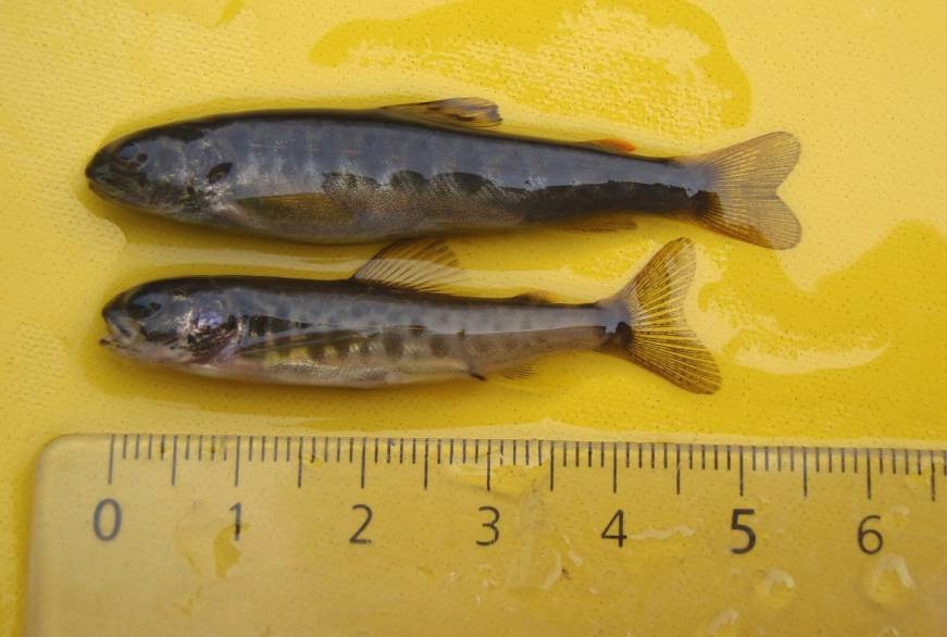 I forbindelse med yngel-/ungfiskundersøkelsene ble det registrert større gytefisk av laks i stasjonsområdet. Foto: Årsyngel av ørret (øverst) og laks (nederst) fra Skjerva.