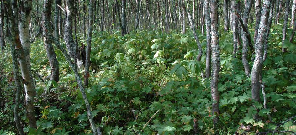 Det finst enda att mange areal med open storstamma bjørkeskog som er rest etter det gamle slåttelandskapet som her vest for Langsætran. Utmarksslåtten tok slutt i 1920-åra i Vingelen.