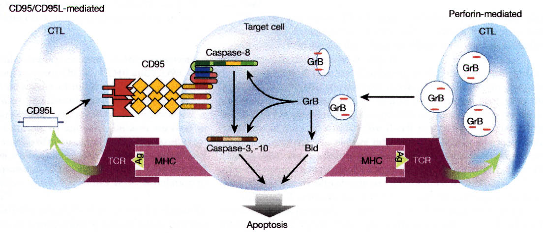 Eksempel:Apoptose indusert av cytototoxiske T-celler - CTL dreper målceller ved CD95/CD95L systemet eller via proteasen granzyme B.