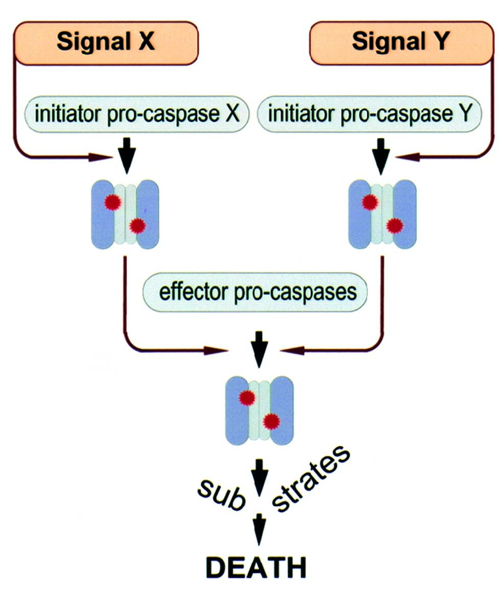 Caspase kaskader ender i