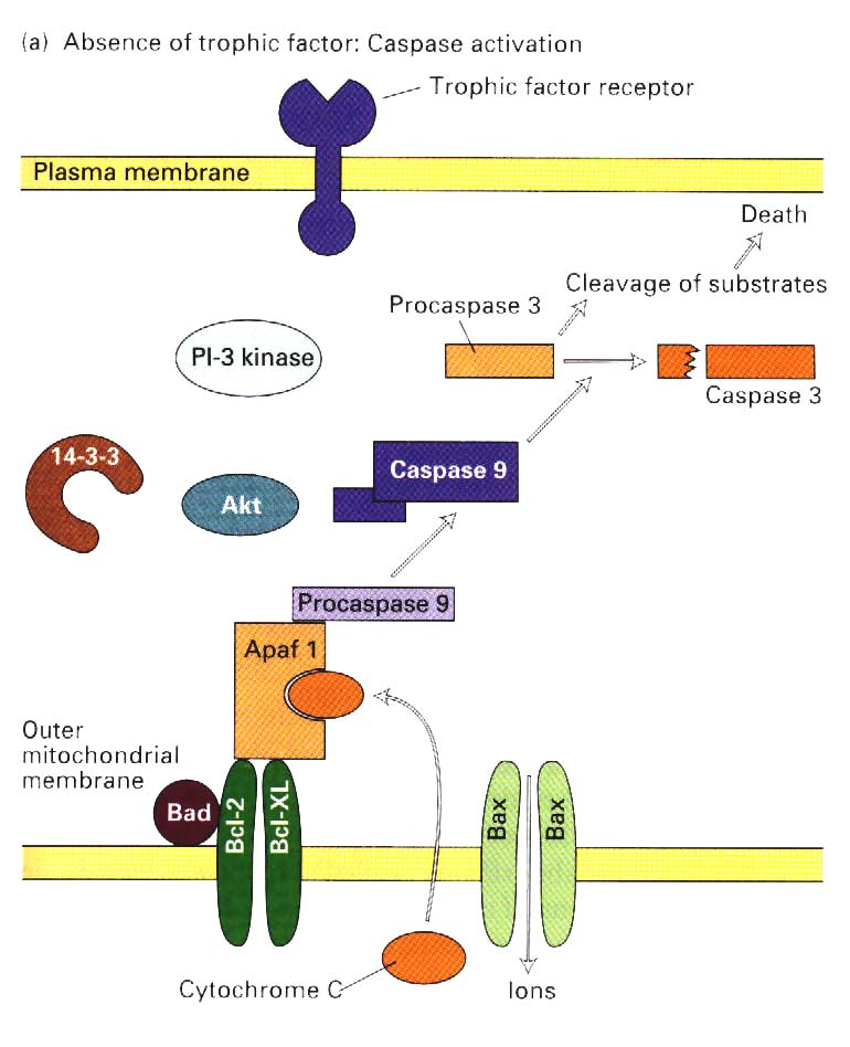 Intracellulær signallisering for apoptose el.