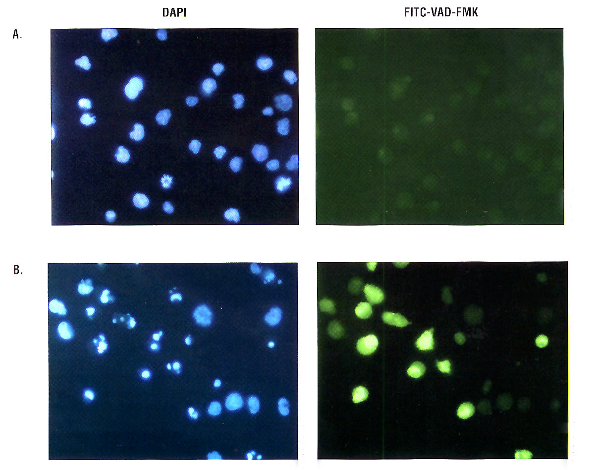 3.Deteksjon av caspase-aktivitet og caspase-nedbrytning, forts.