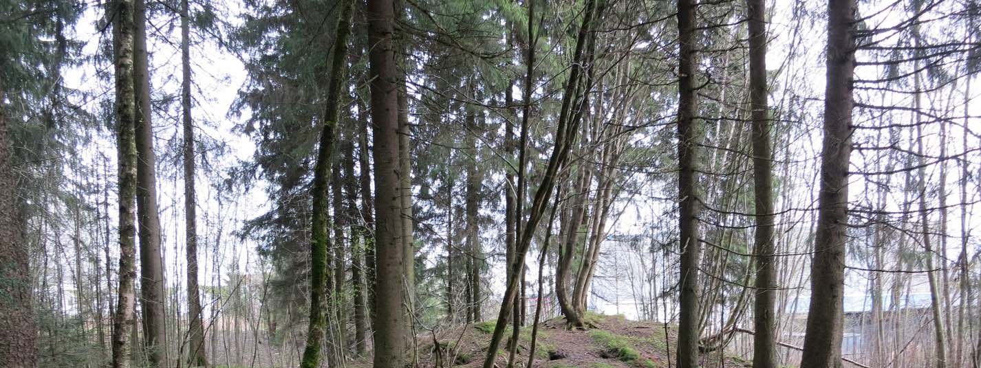 4 Status for biologisk mangfold 4.1 Naturgrunnlaget Berggrunnen i området består av gabbro, dioritt, tonalitt, foliert, delvis omdannet. Løsmasselaget består hovedsakelig av hav- og fjordavsetning.