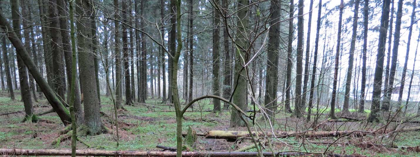 Sammendrag Stiftelsen BioFokus har på oppdrag fra Civitas foretatt en konsekvensutredning på tema naturmiljø i forbindelse med en planlagt utbygging ved Skårer sør i Lørenskog kommune.