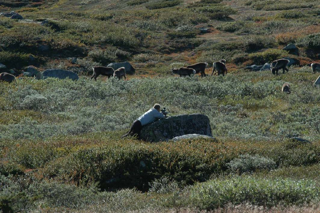Strukturtellingene gjennomføres etter jakta, og når bukker og simler går samlet under brunsten. I 2007 ble det observert mest dyr i Rondane Sør, etterfulgt av Rondane Nord og Hardangervidda (Tabell 2.