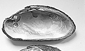 Figur 2. Elvemusling Margaritifera margaritifera oppnår normalt en størrelse på 10-13 cm. Skallet er mørkt, nesten svart hos eldre individer, og som oftest nyreformet.