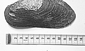 De fleste lokalitetene ligger i tilknytning til Drammensvassdraget der elvemusling finnes både i hovedvassdraget og i flere av de små og store sideelvene (bl.a. Simoa, Sokna, Bingselva og Hoenselva).