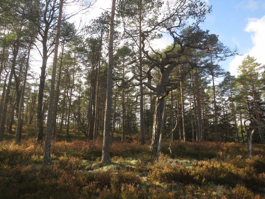 Bilder fra området Prestebakkefjella NR utvidelse