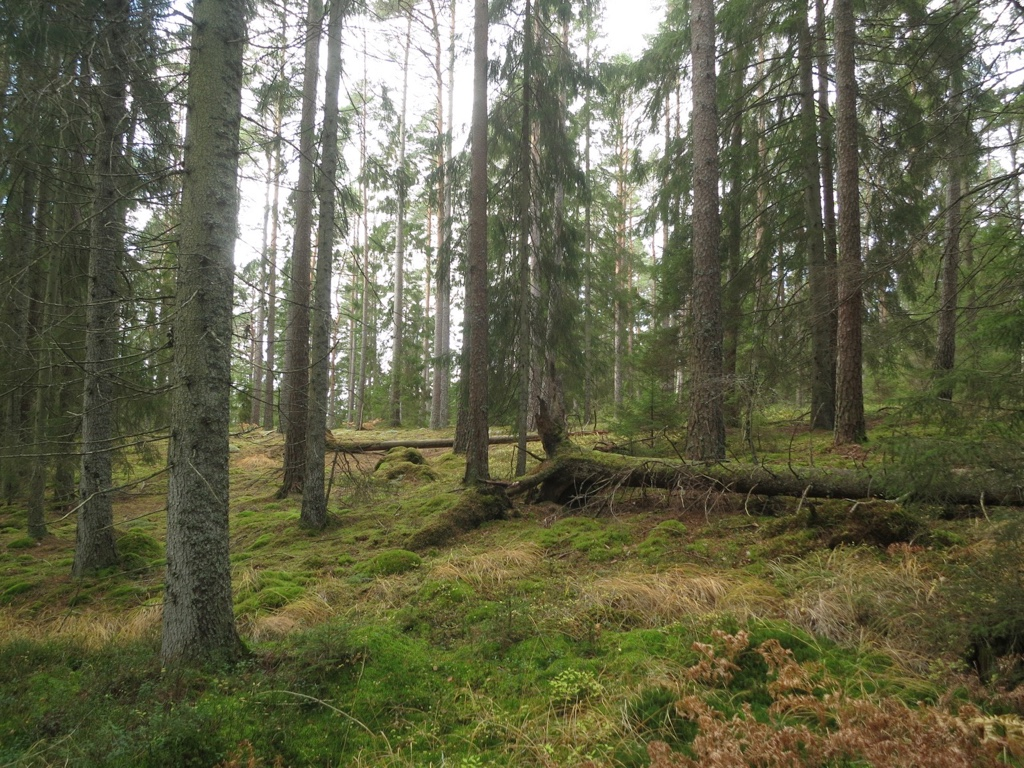 Foto: Arne Laugsand Fra området nord for Langevann