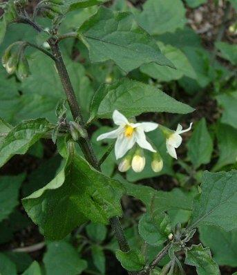 Maksimalt spiredyp 4 cm Kan spire seint Blomstring i juli-september.