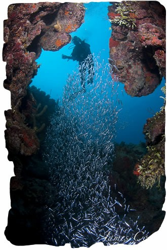 Airport included. Belize is a wall diver's paradise.