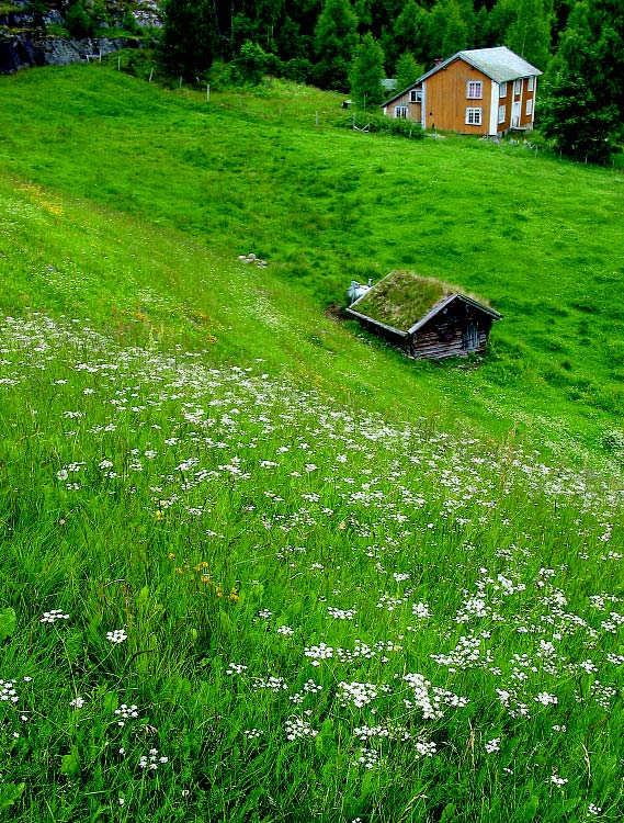 Bevaring av genressurser Fôrplanter i gamle enger og beiter