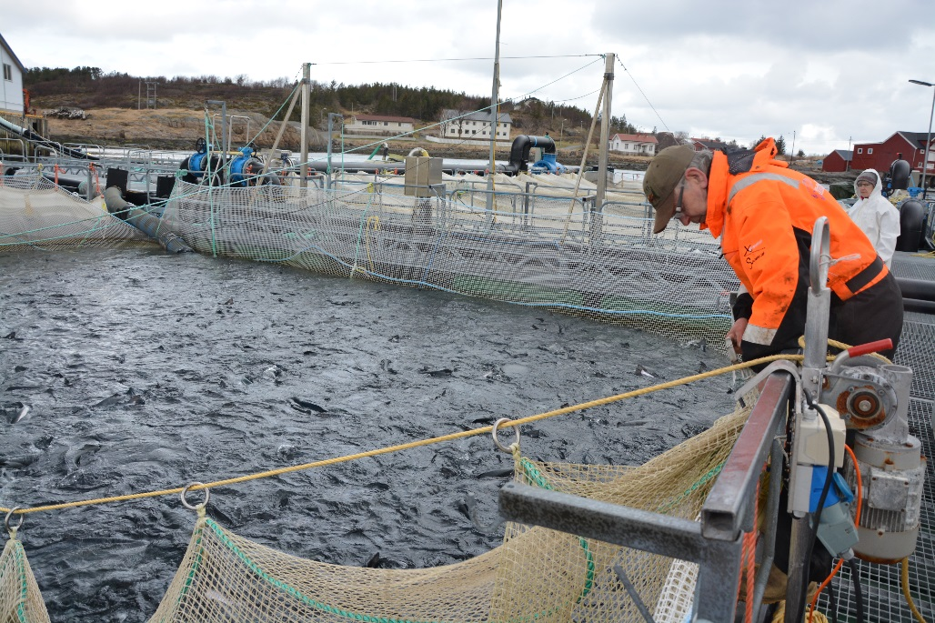 transport med brønnbåt Fisketetthet: 69 kg/m 3 Sjøtemperatur: 5 o C Analyse av