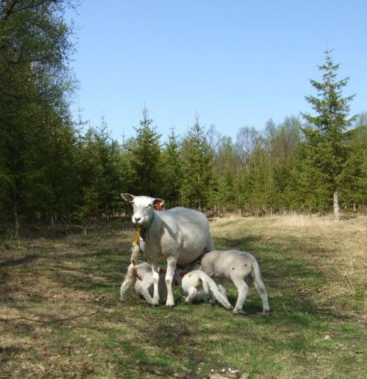 Metoder DYREVELFERD OG PRODUKSJON Veiing ved fødsel, vår og høst + to ganger i beiteperioden Generell helsekontroll ved veiing Parasittkontroll ved 7-8 uker