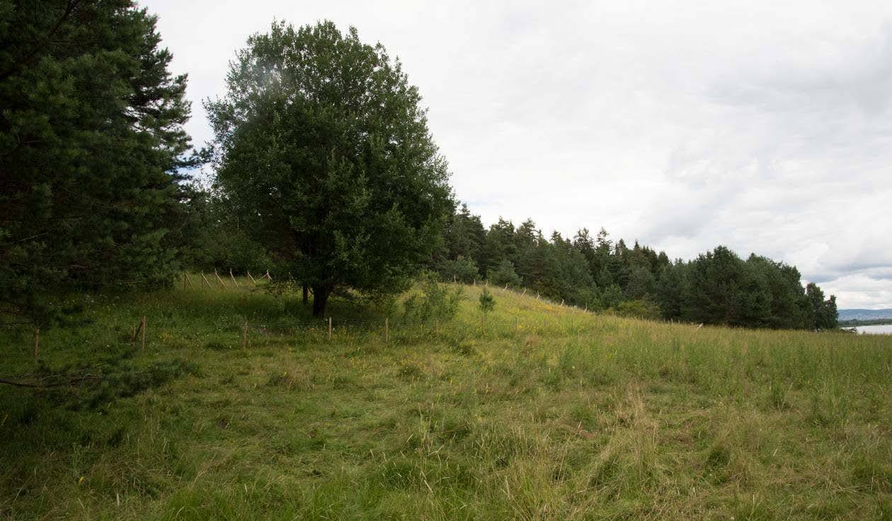 Figur 4. Borøya den 14. juli 2016. Storfe beiter på øya, og i bildet ses «lakrismjeltinnhegningen» som er satt opp for å holde beitedyrene unna de viktigste lakrismjeltbestandene.