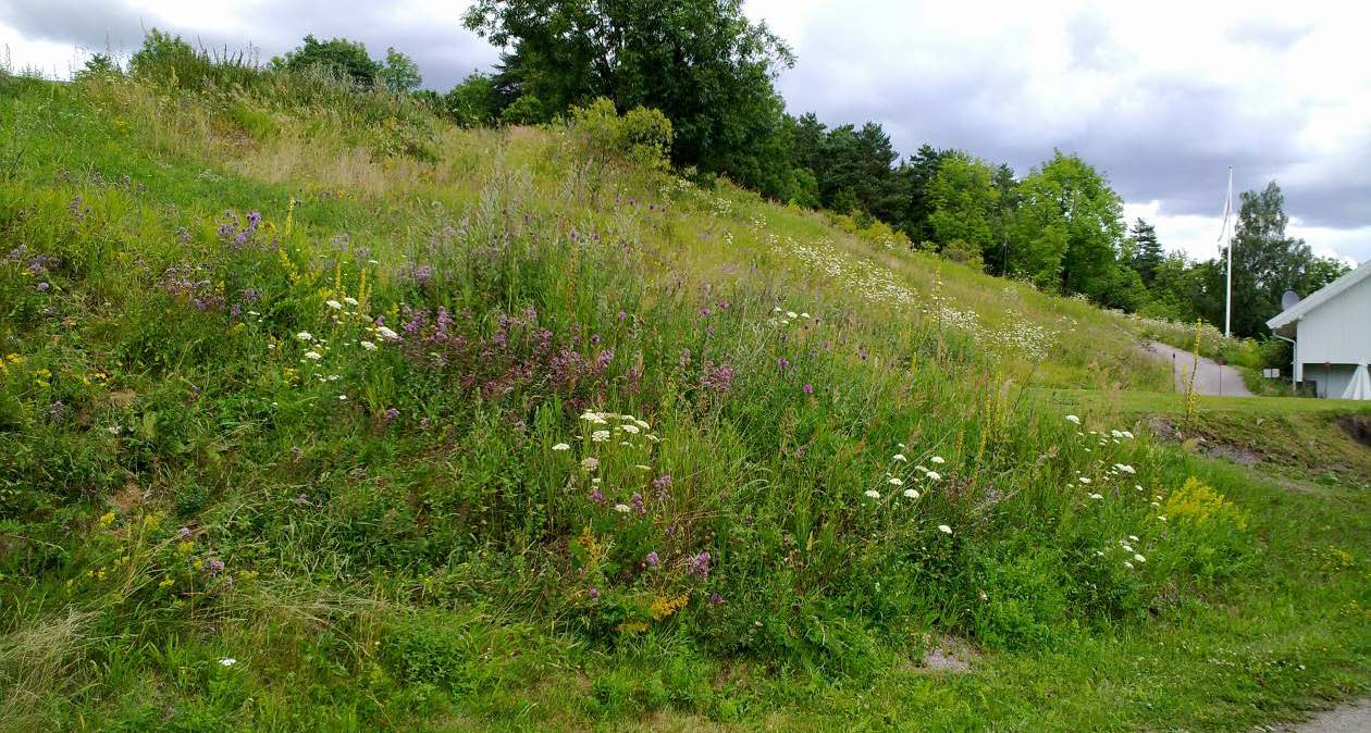 Figur 5. Ostøya, Oust/Golfsenteret den 18. juli 2016.