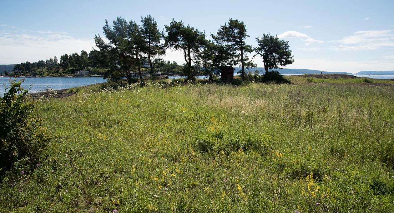 Vedlegg figur 1. Langåra, Dellokalitet 1 den 15. juli 2016.