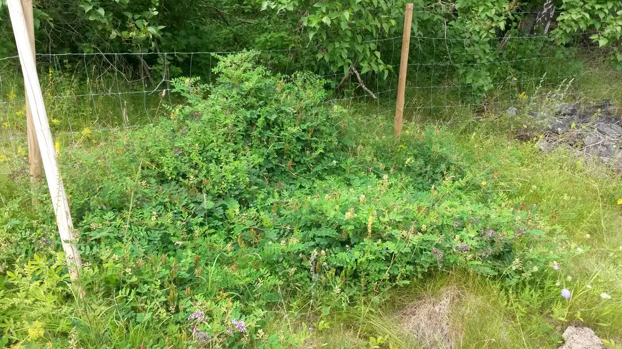 Utsiden, hvor bildet er tatt fra, er langt mer nedtrampet og fattig på blomster. Foto: Hallvard Elven. Vedlegg figur 9. Borøya den 14. juli 2016.