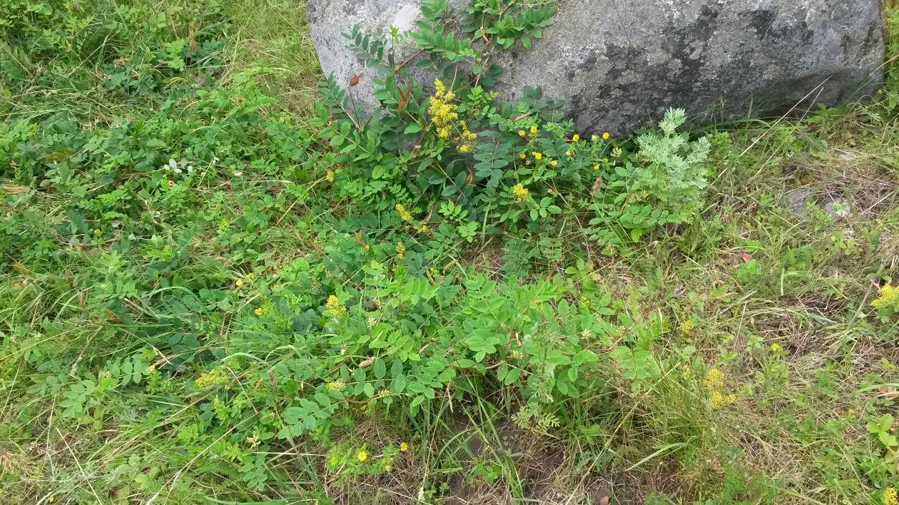 Vedlegg figur 10. Borøya den 14. juli 2016. Flere mindre lakrismjeltklynger som står utenfor innhegningen har tilsynelatende fått stå i fred for kuene selv om vegetasjonen rundt er beitet ned.
