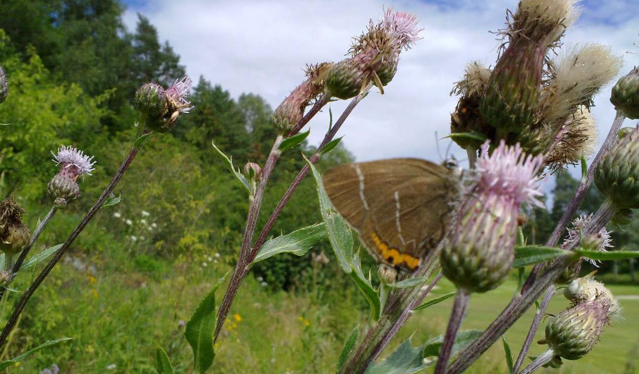 Bærum: Ostøya: Prestejordet nord («Amfiet») Fig. 7, vedlegg fig. 13. Også her har det vært bra med lakrismjelt i kantsonen langs golfplenen.