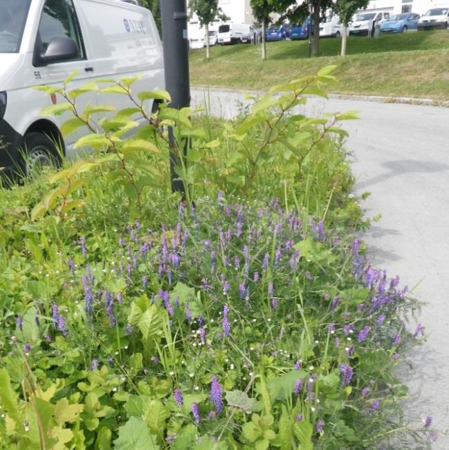 Figur 3. Hybridslirekne finnes på en midtrabatt på parkeringen, mens honningknoppurt står på toppen av «dødens dal». Begge er utenfor område for selve tiltaket.