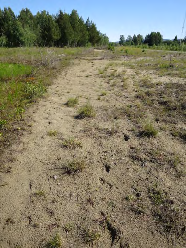 112 av 163 Åpne sandområder langs grusveg nordvest på Helgelandsmoen med forekomst av rødlistede sandlevende insekter.