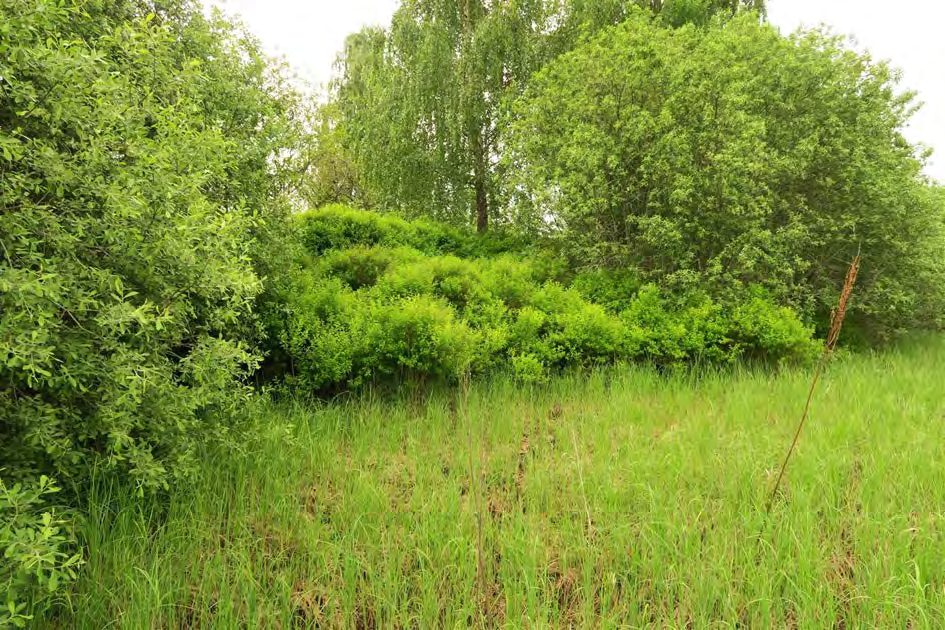 131 av 163 Viktigste naturverdier Svært få naturkvaliteter. Dyrket mark kan ha potensial for sjeldne/rødlistede åkerjordsmoser. Området ble ikke prioritert ifbm med mosekartlegging.